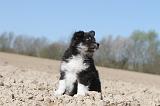 CHIEN FINNOIS DE LAPONIE 030